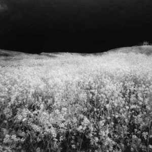 Ohne Titel